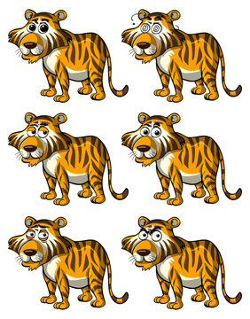 Tiger with different facial expressions