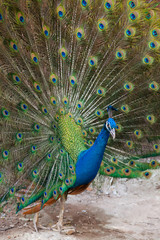 Obraz premium Peacock showing fully fanned tail.
