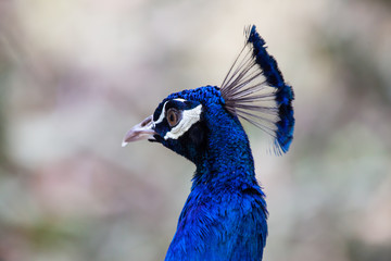 Peacock showing fully fanned tail.