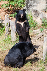 Asian great black bear.