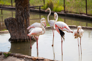 Beautiful pink big bird Greater Flamingo.