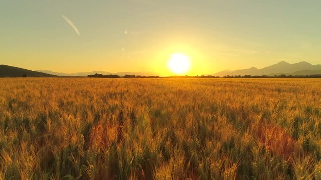 AERIAL, CLOSE UP: Flying above beautiful rural summer landscape with endless golden wheat fields at dreamy sunset. Agricultural valley in mountainous landscape at sunrise. Gorgeous ripe wheat field