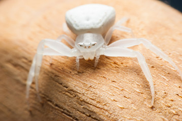 White Spider