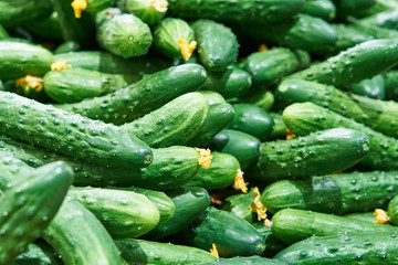 Tasty cucumbers sold in the produce shop