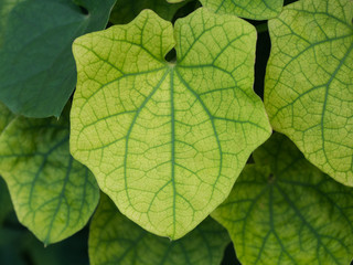 Fototapeta na wymiar Green leaves background. 