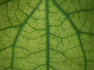 Green leaves background. 
