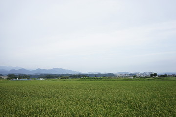 Fototapeta premium Landscape of rice or paddy field starting to ripe and change color to yellow at Zama, Kanagawa, Japan on summer.