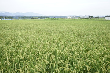 Landscape of rice or paddy field starting to ripe and change color to yellow at Zama, Kanagawa, Japan on summer.