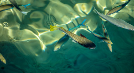 POISSON LAGON © Temanu