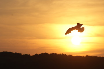 Fototapeta na wymiar Oiseau et couché de soleil
