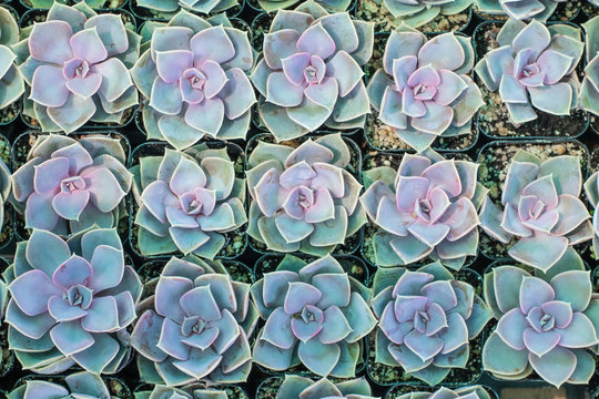 Dreamy Cute Botanical California Succulents In Pots Arranged In A Tray At A Greenhouse Ready For An Urban Garden