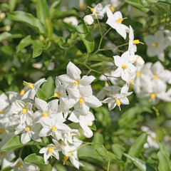 Sommerjasmin, Solanum jasminoides