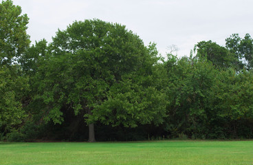 Beautful green trees and lawn for background