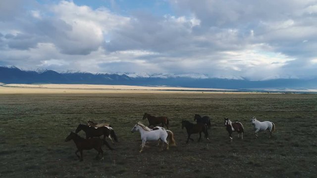 Camargue, France animal horses wild white livestock sunset running rider cowboy mountain 4k slow motion