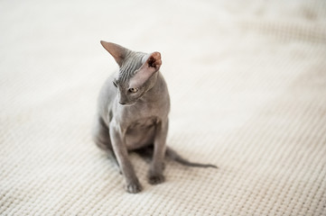 A beautiful gray sphinx cat sitting on a white background.