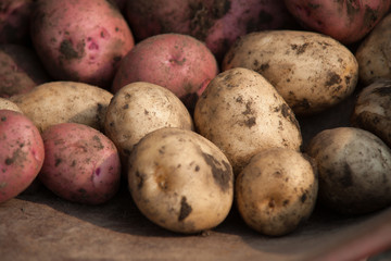 Fresh Potatoes