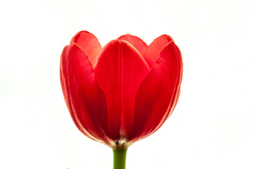 isolated red tulip flower, white background, studio shot, closeup