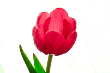 isolated pink red tulip flower, white background, studio shot, closeup