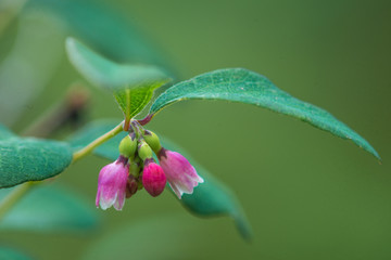 Snowberry (Symphoricarpos albus)