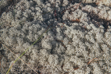 White moss with grass at dawn