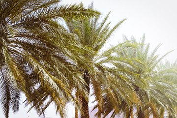 Fototapeta na wymiar Green palms on sky background