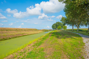 Shore of a canal through the countryside in summer