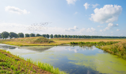 Shore of a canal through the countryside in summer