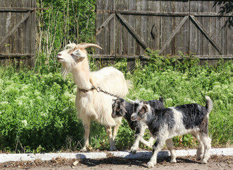 Adorable funny goats gazing on farm