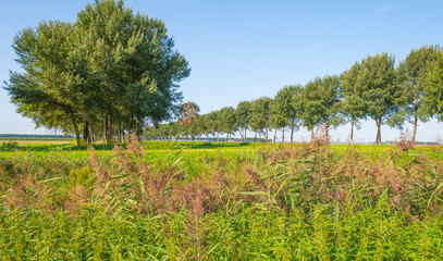 Trees along a field in sunlight in summer