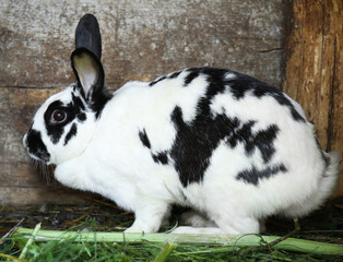 Adorable domestic rabbit in hutch