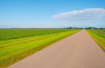 Road through the countryside in sunlight in summer