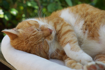 Naklejka premium Śpiący kot herbaciany