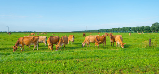 Naklejka na ściany i meble Cows in a green meadow in sunlight in summer