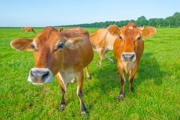 Naklejka na ściany i meble Cows in a green meadow in sunlight in summer