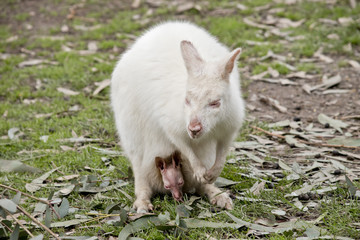 albino wallaby and joey