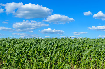 A wide field of juicy green corn stalks and a blue sky above it. Clear weather.