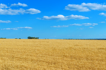 A wide yellow field of spikelets of wheat and a blue sky above it. Sunny weather. The concept: peace and prosperity.