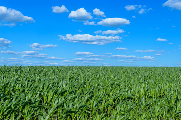 Fototapeta na wymiar A wide field of juicy green corn stalks and a blue sky above it. Clear weather.