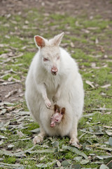 albino wallaby