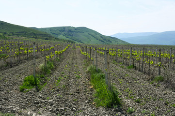 Fototapeta na wymiar Young vineyard at spring