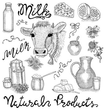 Black and white design set with cow head, dairy natural products and lettering on white. Hand drawn design illustrations 