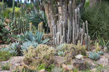 Garden with cacti