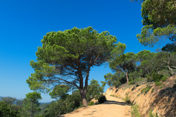 Landscape in Spain