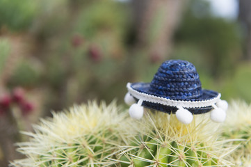 Spanish cactus with hat