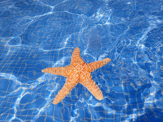 Star fish in swimming pool
