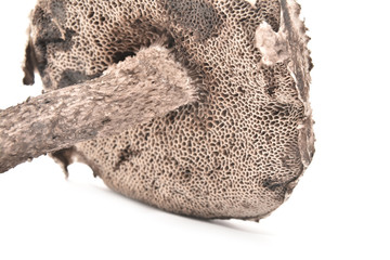 strobilomyces strobilaceus mushroom