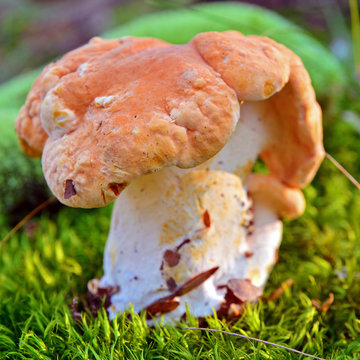 hydnum rufescens mushroom