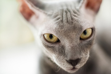 A beautiful gray sphinx cat sitting on a white background. Face of a cat close-up