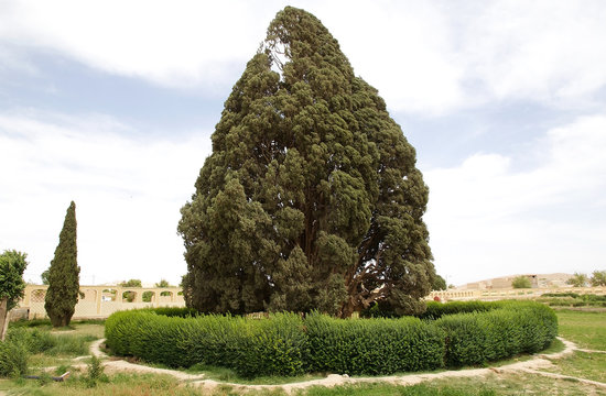 Mediterranean Cypress (Cupressus sempervirens)