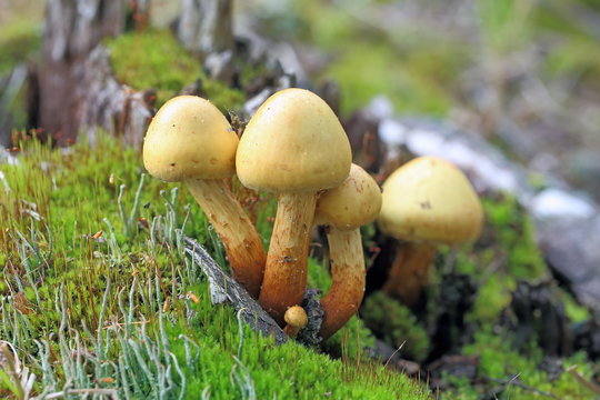 Hypholoma capnoides. Group of mushrooms in late summer